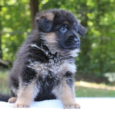 german shepherd puppies for sale in nashville tn|gluckstadt german shepherds.